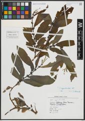 Foto von Salix appendiculata Vill.